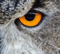 owl, eye, nature, close up, owl's eye, feathers, gray owl, raptor, bird of prey, animal, bird, wildlife, portrait
